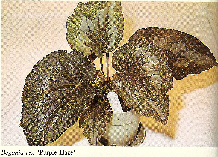 B. ‘Purple Haze’